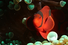 Raja Ampat 2016 - Premnas biaculeatus - Spinecheek Anemonefish - Poisson clown a joues epineuses - IMG_4611_rc